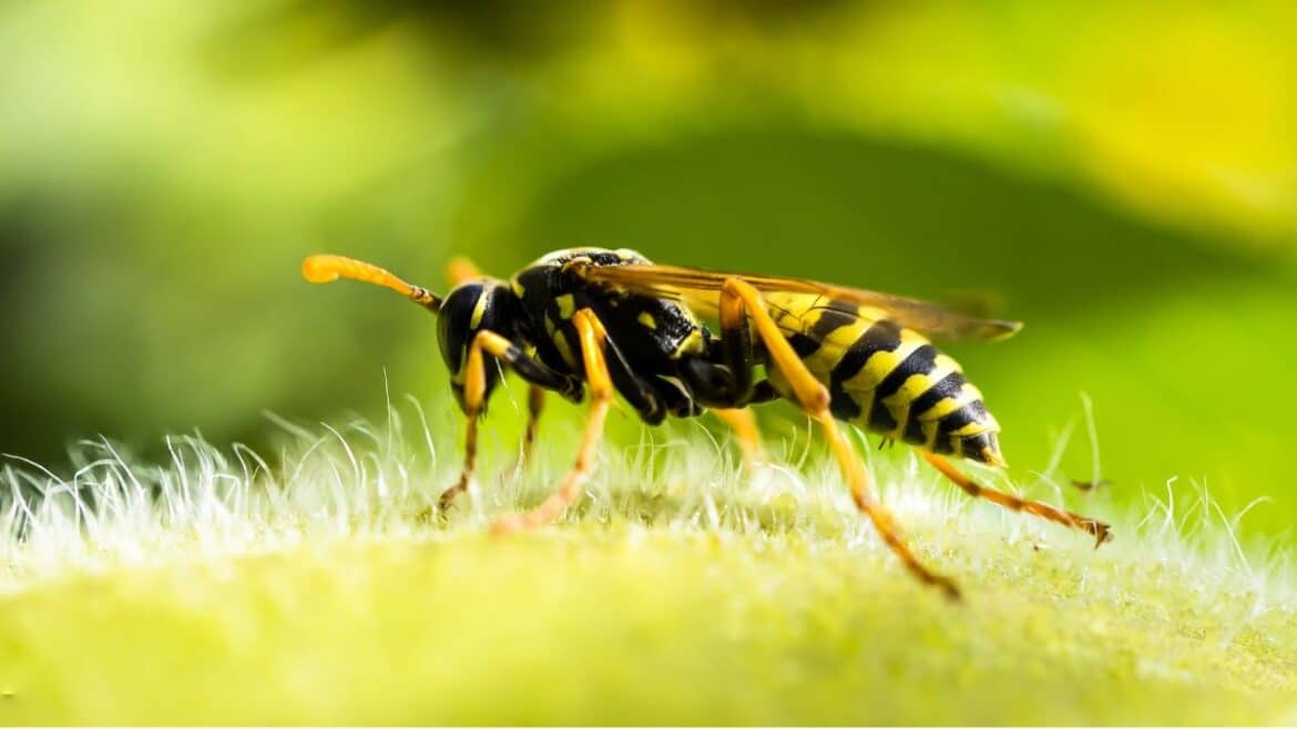 wasps how to get rid of them